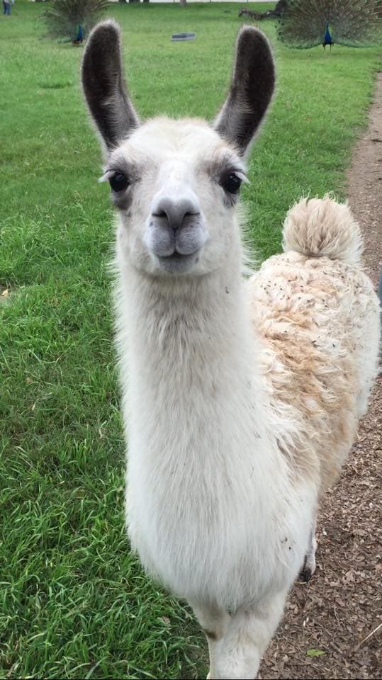 Llama