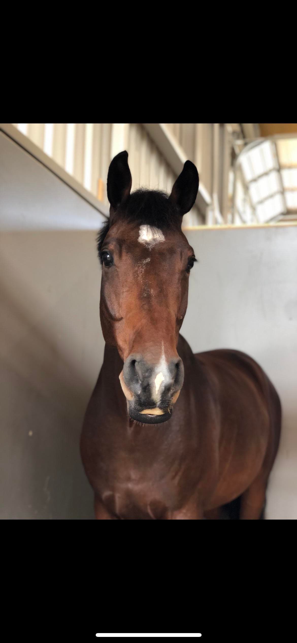 bojack